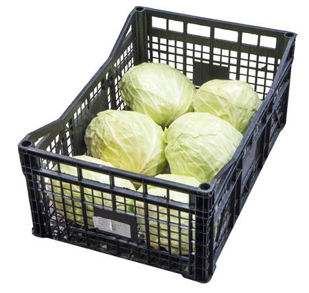 Капуста белокачанная